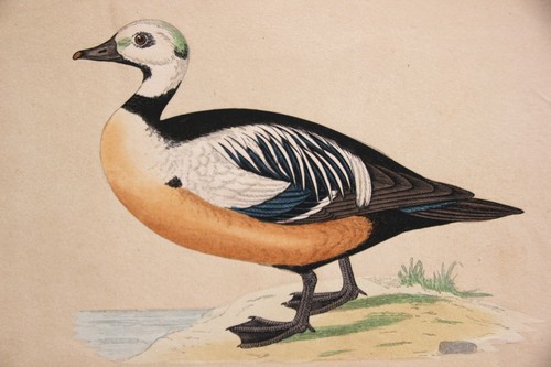 Gravure ancienne colorée