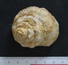 Gastéropode fossile