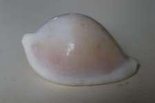 collection coquillage OVULA OVUM PORCELAINE 93mm NOUVELLE CALEDONIE