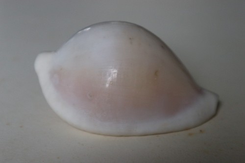Collection coquillage ovula - collection,
