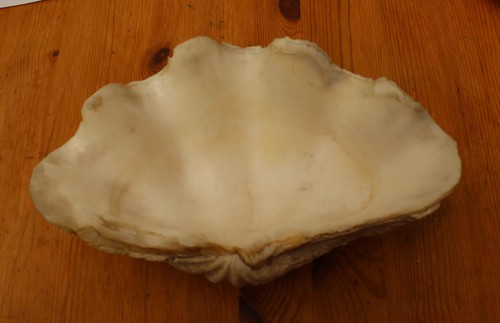 Coquillage grand bénitier - -,