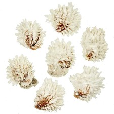Coquillages chama lazarus