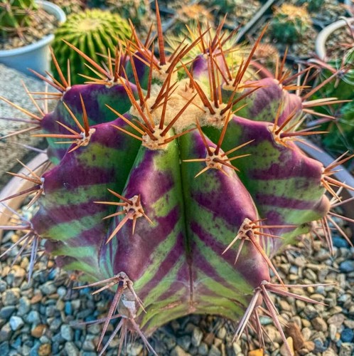 Echinocactus grandis seeds - grandis,