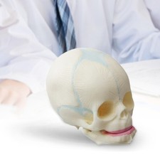 Modèle de crâne nouveau-né
