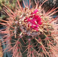 Melocactus neglectus HU174