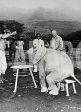 Photo De Presse Vintage Animaux, Éléphant À Table, Kenya, Tirage 18 X 13Cm