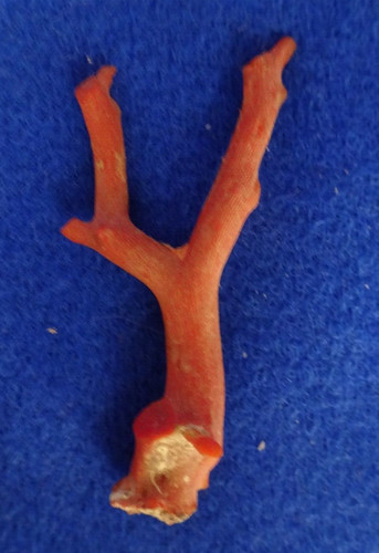 Branche corail rouge de - branche,