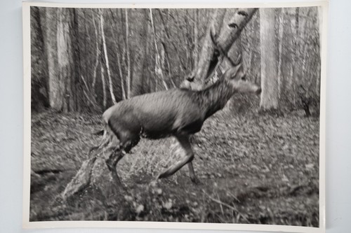 Photo argentique france - photo, chasse