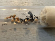 Colonie fourmis Messor Barbarus - reine avec 10 ouvrières + couvain