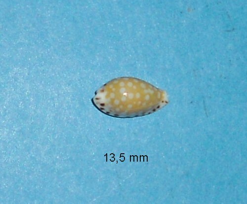 Cypraea cumingii tahiti - ,