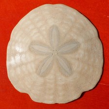 OURSIN FOSSILE MIOCÈNE DE