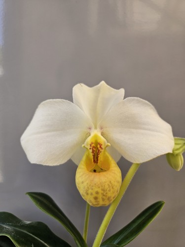 Paphiopedilum emersonii flask - emersonii,
