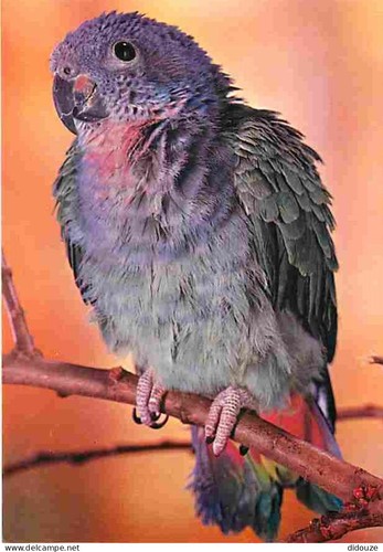 Carte postale animaux - -,