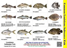 Saltwater Fish ID and