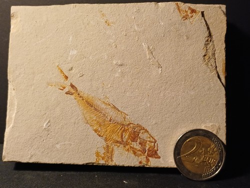Poisson fossile armigatus - fossile,