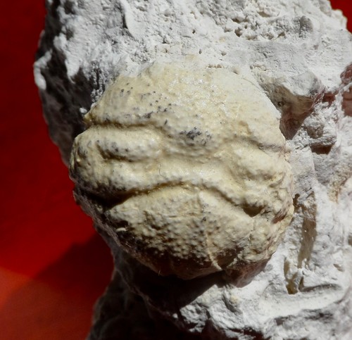 Crabe fossile paléocène - crabe,
