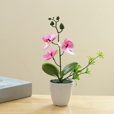 Plante d'orchidée