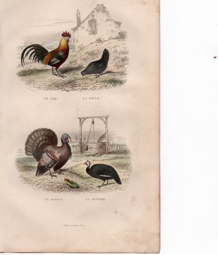 Buffon les oiseaux coq - oiseaux.,