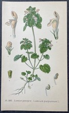 Botanique Lamier pourpre