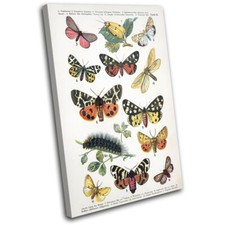 Vintage Butterfly Illustration