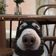 Costume de chien tricoté
