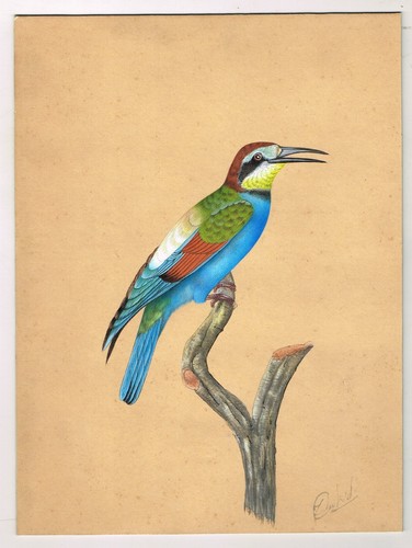 Kingfisher oiseau peinture - oiseau,