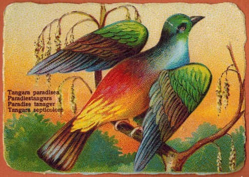 Tangara septicolore - tangara, septicolore-tangara