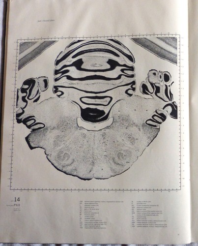The brain stem cat - brain,