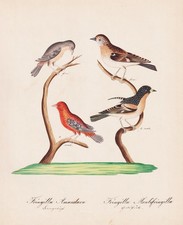 Tigre Fink Fringille Oiseau