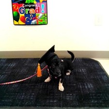  Puppy Accessories Pet Costume