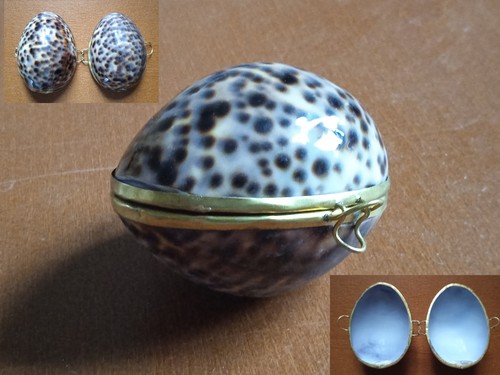 Ancien coquillage porte - coquillage,