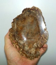 Tranche de bois fossilisé pétrifié poli de Madagascar 743g Vide poche