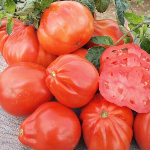 Graines tomate red pear - 50, de