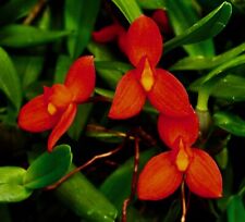 Maxillaria Espèces´ Red