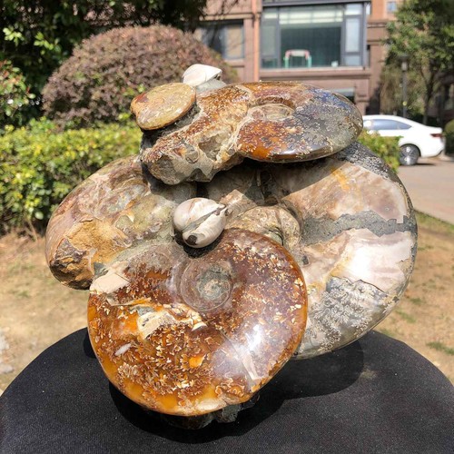 99lb rare natural - 8.99lb, tentacle
