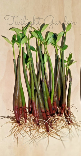 Rooted mangroves plant red - rooted,
