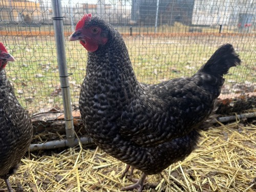 Cuckoo maran hatching - 12,