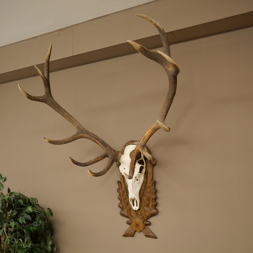 Bois cerf rothirsch - cerf,