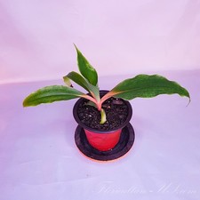 Chlorophytum Orchidastrum