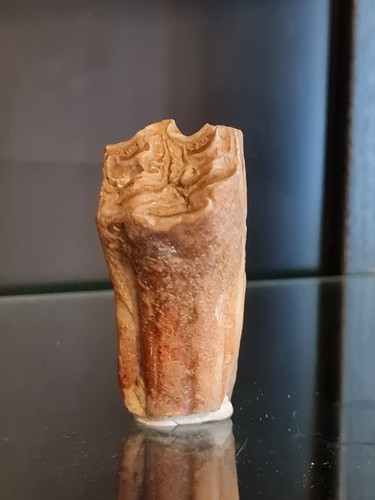 Fossile dent cheval equus - dent, de