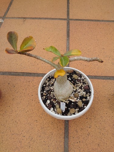 Adenium obesum fleurs jaune - obesum,