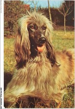 AKVP9-0698-CHIEN - UN LEVRIER AFGHAN