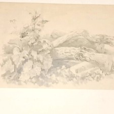 Étude de Plante et un Tronc