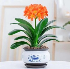 Clivia Red 和尚  Monk 虎斑