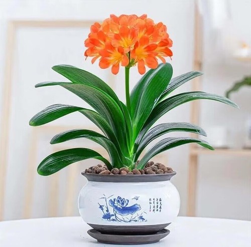 Clivia red 和尚 monk 虎斑 - red,