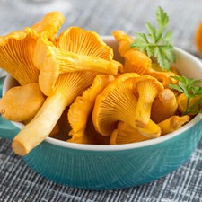 Graines de champignons CHANTERELLE JAUNE MYCÉLIUM spores