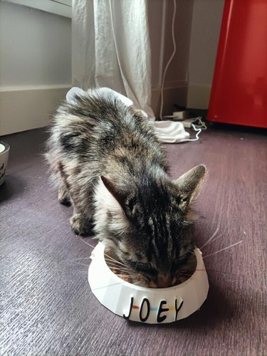 Gamelle pour chat - pour,