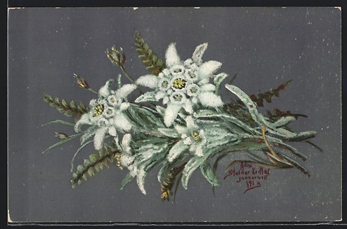 Carte postale edelweiss - postale,