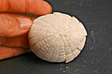 Oursin fossile Echinocorys sulcatus Dalbyover Danemark Danien 174g