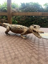 ART Décoratif -Crocodile